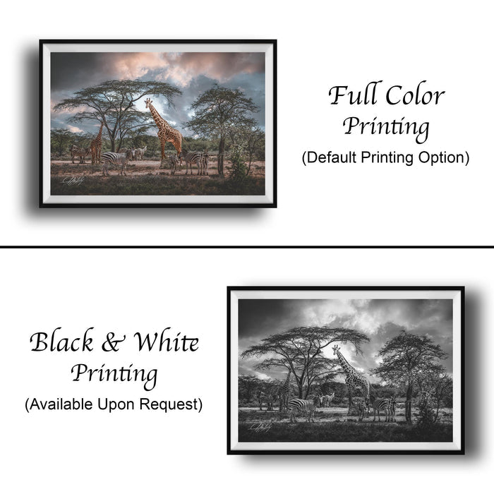 The image is a collage of two framed pictures. The top picture is a full color print of a giraffe and other wildlife in a natural setting, while the bottom picture is a black and white print of the same scene. Both pictures are framed and available upon request.