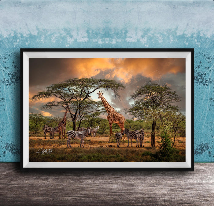 A framed photograph depicting a group of giraffes and zebras in a savanna landscape, with a dramatic sky in the background.