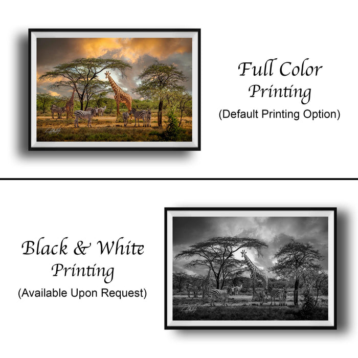 The image is a collage of two framed pictures. The top picture is a full-color print of a group of giraffes and zebras in a natural setting, while the bottom picture is a black and white print of the same scene. Both pictures are framed and available upon request.