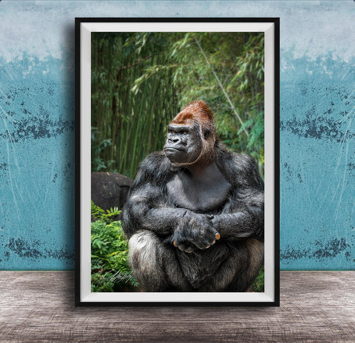 gorilla photography, silverback wall art, uganda jungle print, wildlife fine art, african nature decor, primate photo art, rainforest wall decor, safari home artwork, jungle wildlife print, gorilla portrait art, bwindi forest photo, african wilderness decor, nature lover gift, travel wall art, exotic wildlife image