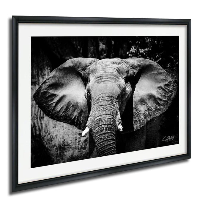 A black and white photograph of an elephant's face, with its large ears and trunk prominently featured.