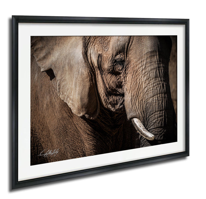 A close-up photograph of an elephant's face, with its large ears and tusks prominently featured.