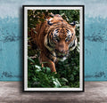 A close-up photograph of a tiger standing in a lush, green forest environment.