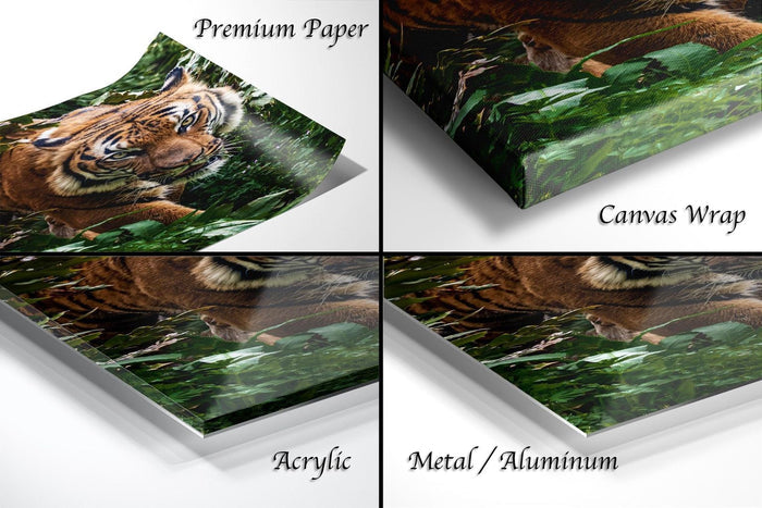 The image is a collage of four photographs depicting a tiger in various natural settings, including a forest and a grassy area.