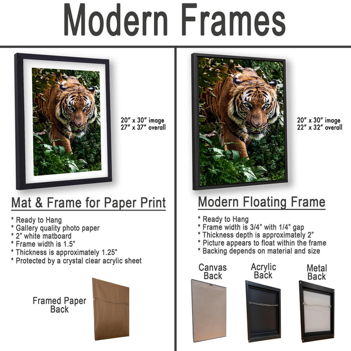 The image is a comparison of two different types of frames for a photograph of a tiger in a natural setting. The left frame is a mat and frame for a paper print, while the right frame is a modern floating frame.
