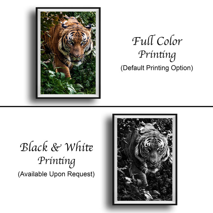 The image is a collage of two framed photographs. The top photograph is a full color print of a tiger, while the bottom photograph is a black and white print of the same tiger. Both prints are framed and available upon request.