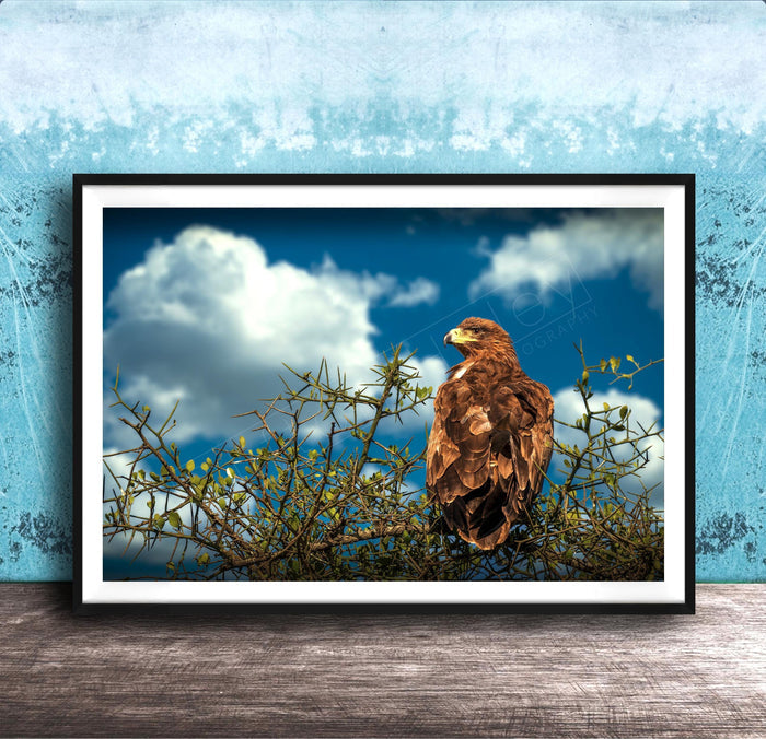 A brown eagle perched on a branch, gazing out at the sky with fluffy white clouds.