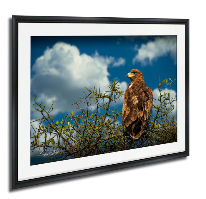 A brown eagle perched on a branch, gazing out at the sky with clouds in the background.