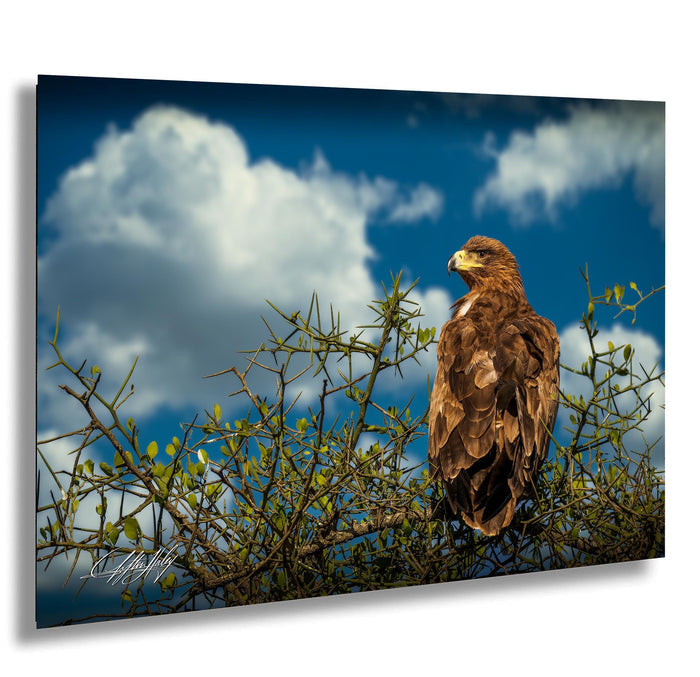 A brown eagle perches on a branch, gazing out at the sky with clouds in the background.