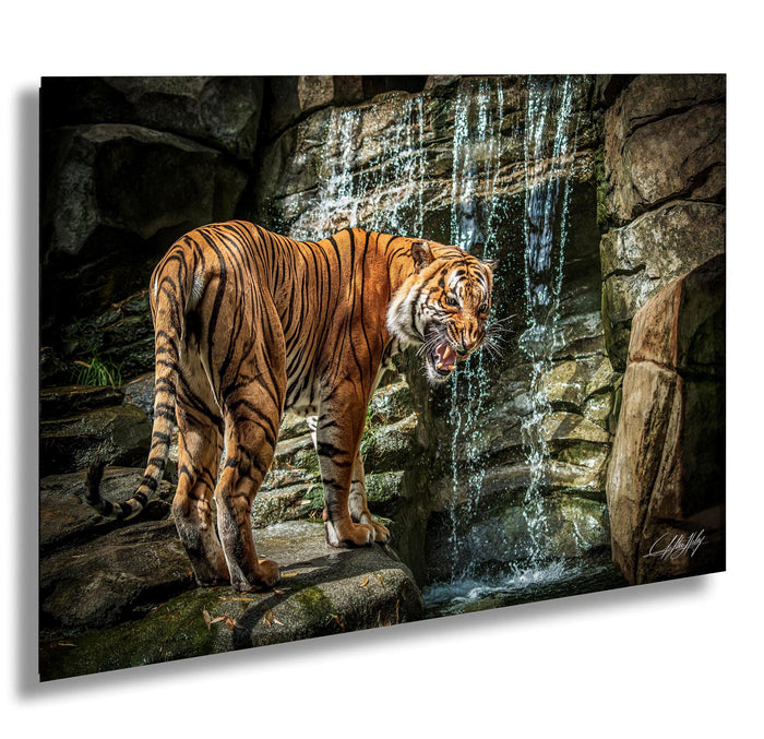 A tiger standing on rocks near a waterfall, with its mouth open and appearing to growl.