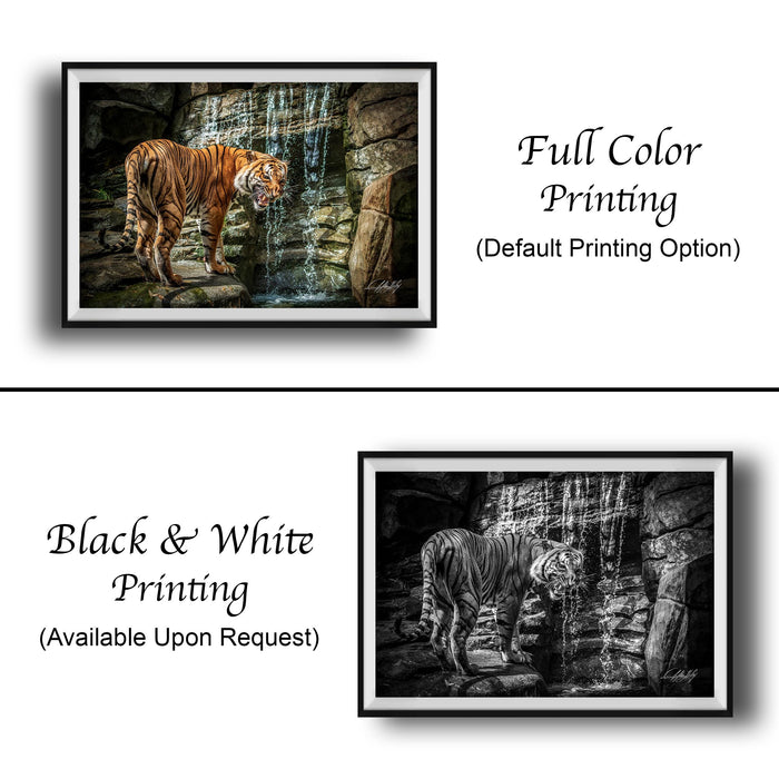 The image is a collage of two framed photographs. The top photograph is a black and white image of a tiger standing on rocks, while the bottom photograph is a full color image of the same tiger. The text below the images indicates that the full color printing is the default option, and the black and white version is available upon request.