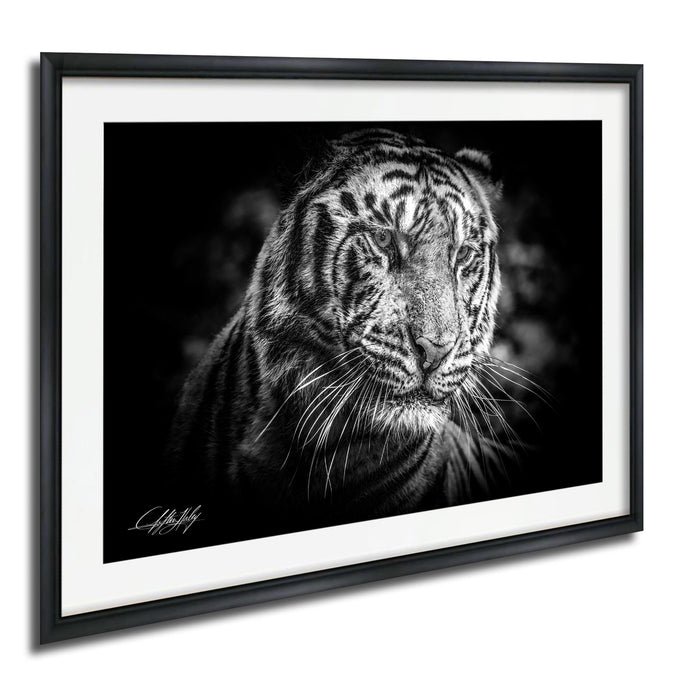 A black and white photograph of a tiger's face, with its intense gaze and striking features prominently displayed.