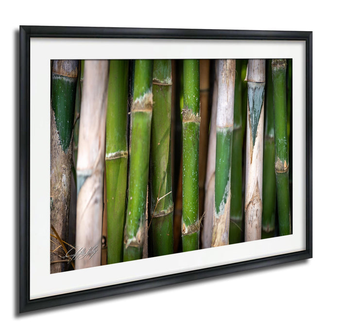 A close-up view of a collection of green bamboo stalks, arranged in a row and framed within a black border.