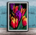 A framed photograph of a vibrant bouquet of tulips with dew drops on their petals, set against a dark background.