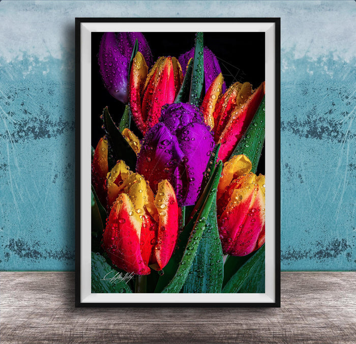 A framed photograph of a vibrant bouquet of tulips with dew drops on their petals, set against a dark background.