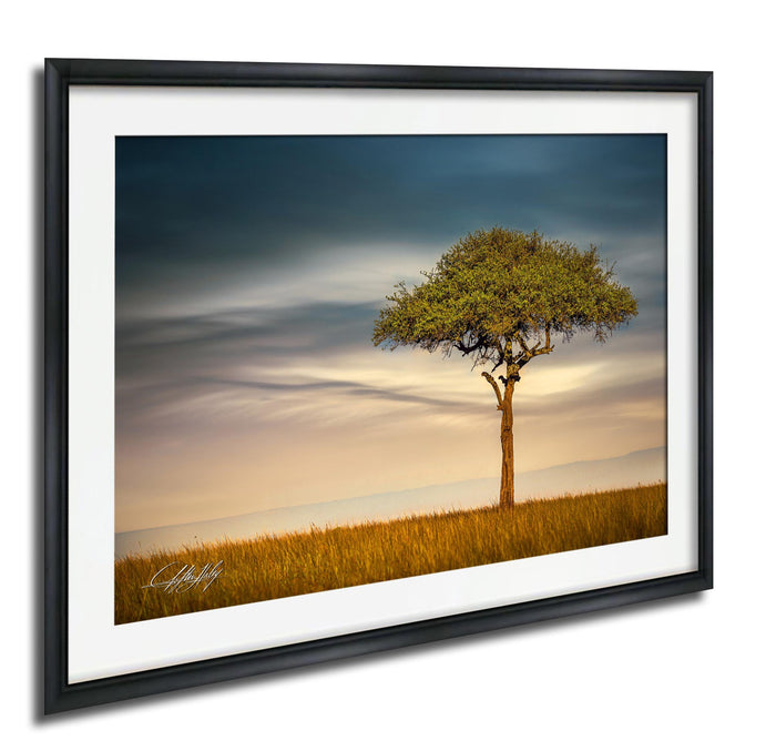 A lone tree stands in a field of golden grass, with a cloudy sky in the background.