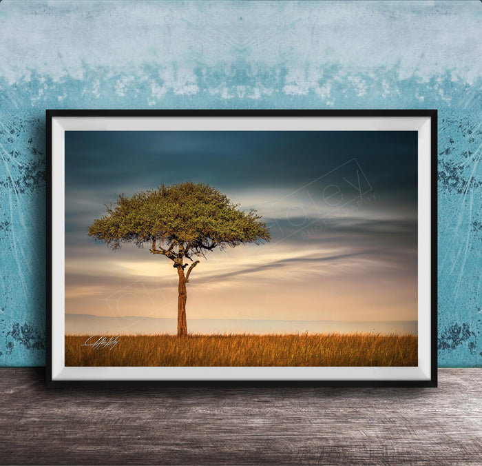 A lone tree stands in a field, its branches reaching out against a backdrop of a cloudy sky.