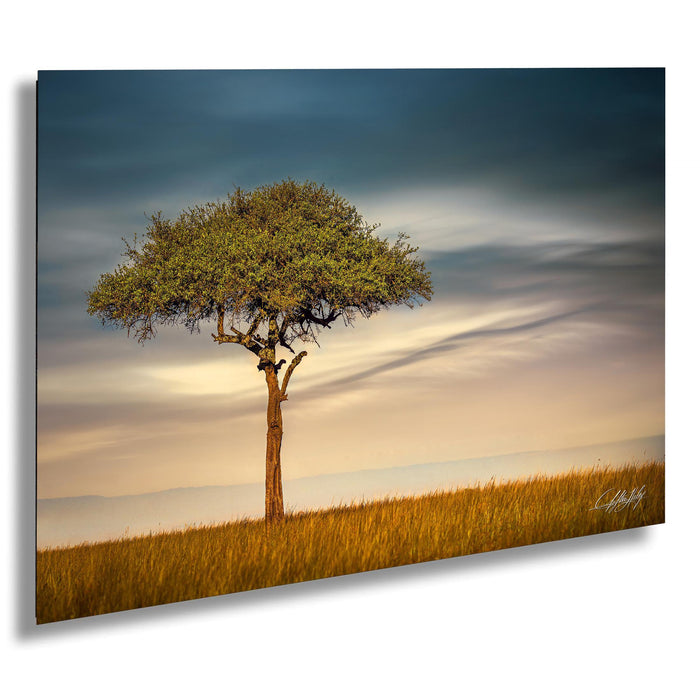 Maasai Mara safari, acacia tree Kenya, African landscapes, Kenya photography, wildlife photography, Maasai culture, safari adventure, Africa travel, golden savanna, best safari parks, Umbrella Thorn Acacia, African nature, sunrise photography
