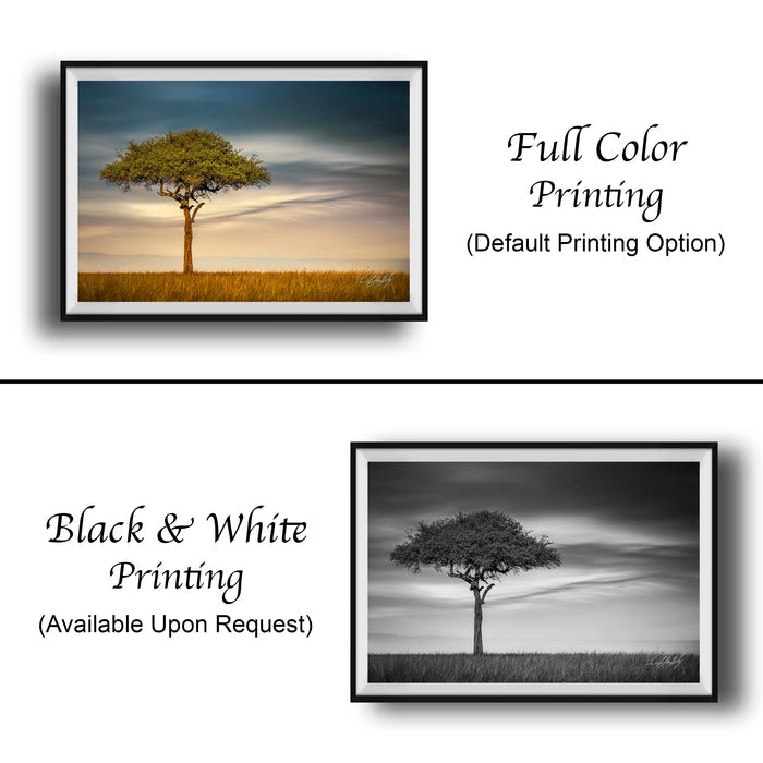 The image is a collage of two framed photographs. The top photograph is a black and white image of a tree, while the bottom photograph is a full color image of the same tree. The text below the images indicates that the full color printing is the default printing option, and the black and white version is available upon request.