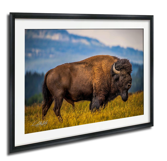 A large brown buffalo with curved horns is walking through a field of tall grass, with a mountainous landscape in the background.