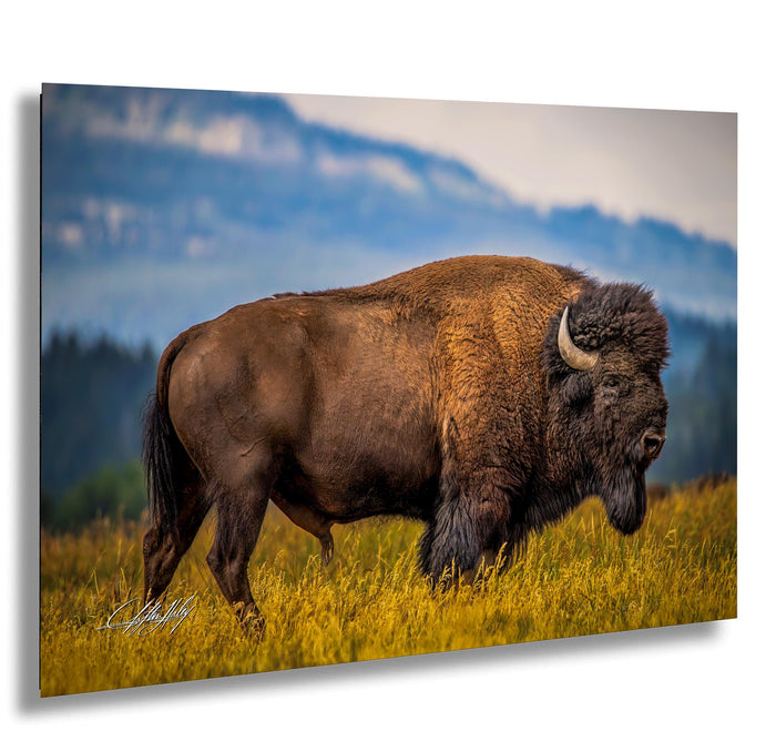 A large brown buffalo with curved horns is walking through a field of tall grass, with mountains visible in the background.