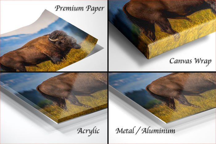 The image is a collage of four images depicting a bison in various settings, including a field, a forest, and a mountain landscape.