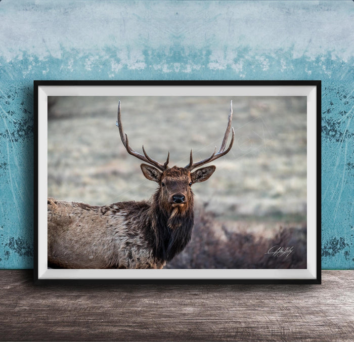 A framed photograph of a majestic elk with large antlers standing in a natural setting.