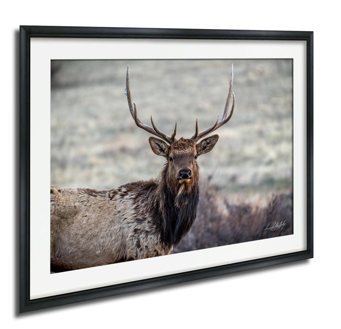 A large elk with large antlers stands in a field, facing the camera.