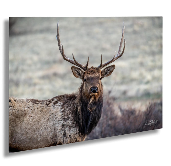 A majestic elk stands in a field, its large antlers reaching towards the sky.