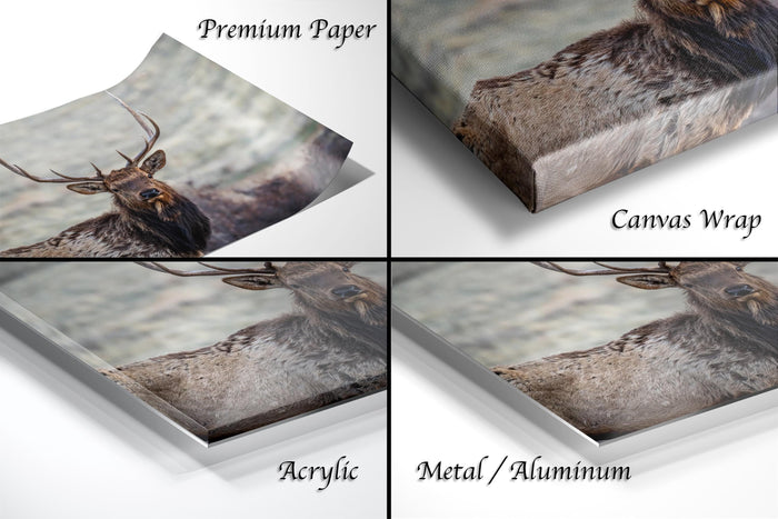 The image is a collage of four different views of a deer, each with a different finish: "Premium Paper", "Canvas Wrap", "Acrylic", and "Metal/Aluminum".
