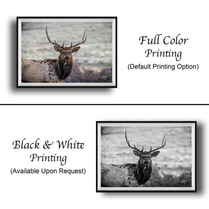 The image is a collage of two framed photographs. The top photograph is a black and white image of a deer with large antlers, while the bottom photograph is a full color image of the same deer. The text below the images indicates that the full color printing is the default option, and the black and white printing is available upon request.