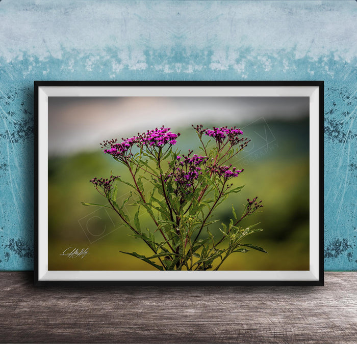 A framed photograph of a cluster of purple flowers against a blurred green background.