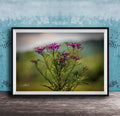 A framed photograph of a cluster of purple flowers against a blurred green background.