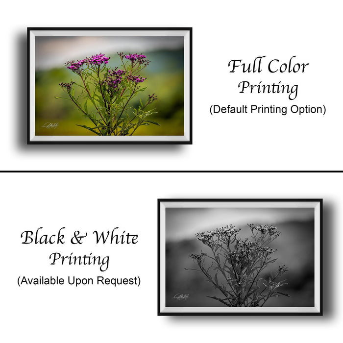 The image is a collage of two framed photographs. The top photograph features a close-up of a purple flower, while the bottom photograph is a black and white image of a similar flower. The text below the images indicates that the full color printing is available upon request, and the black and white version is also available.