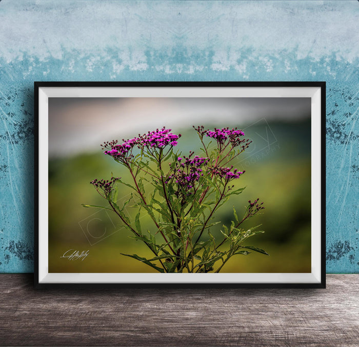 A framed photograph of a cluster of purple flowers against a blurred green background.