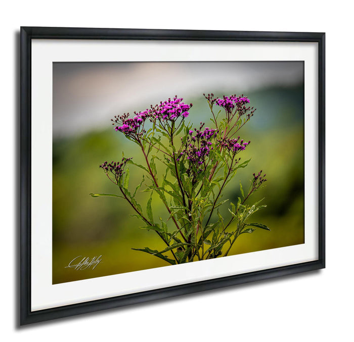 A framed photograph of a cluster of purple flowers in a natural setting.