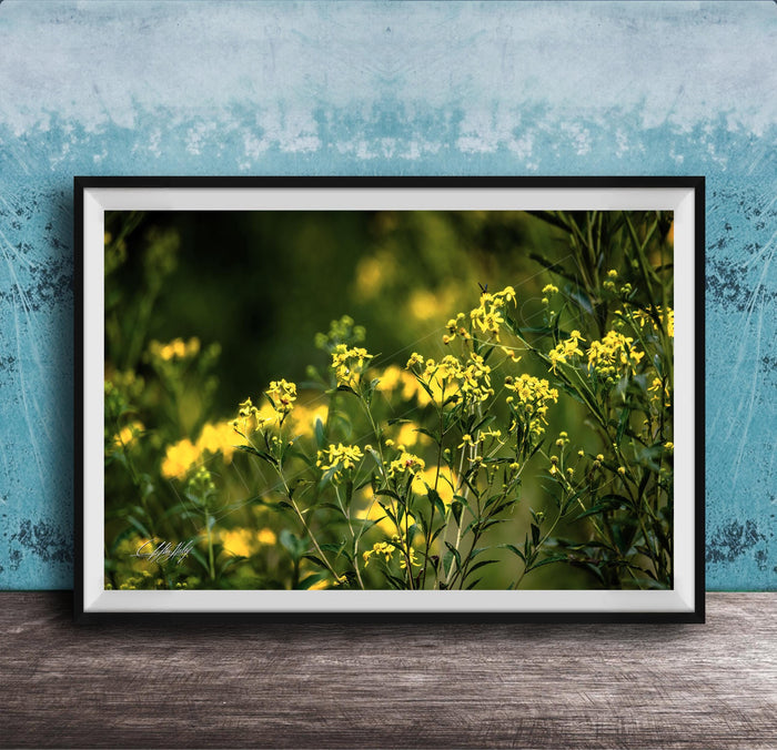 A framed photograph of a field of yellow flowers against a blue background.