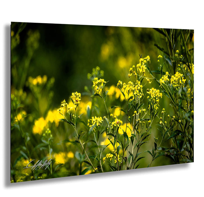A vibrant field of yellow flowers with green foliage, creating a lush and natural scene.