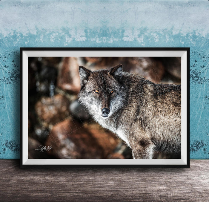 A framed photograph of a wolf standing on a rock, with a blue and white background.