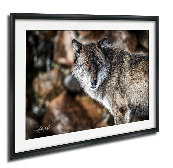 A close-up portrait of a wolf, with its piercing eyes and intense gaze, set against a backdrop of rocks and foliage.