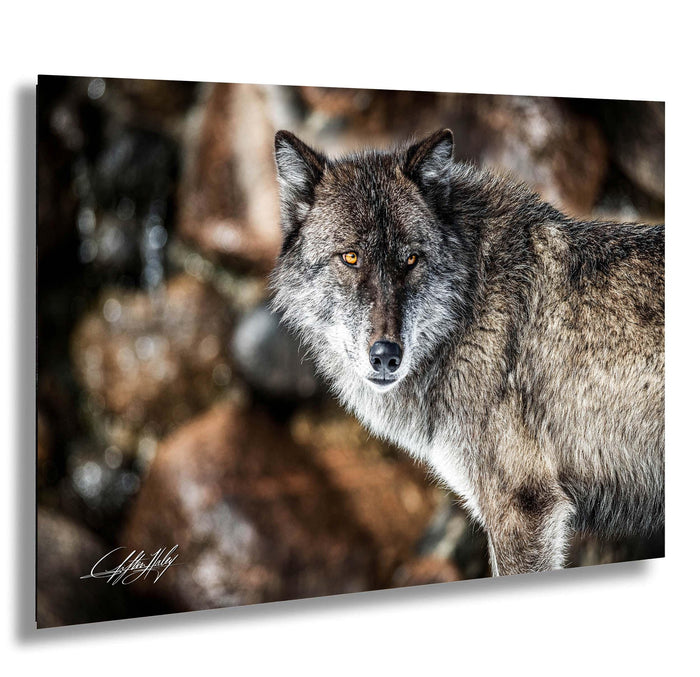 A close-up portrait of a wolf, its piercing eyes and intense gaze captured in a moment of quiet contemplation.