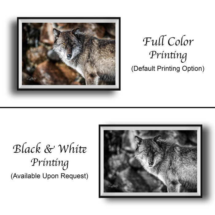 The image is a collage of two framed photographs. The top photograph is a black and white image of a wolf, while the bottom photograph is a full color image of the same wolf. The text below the images indicates that the full color printing is the default option, and the black and white version is available upon request.