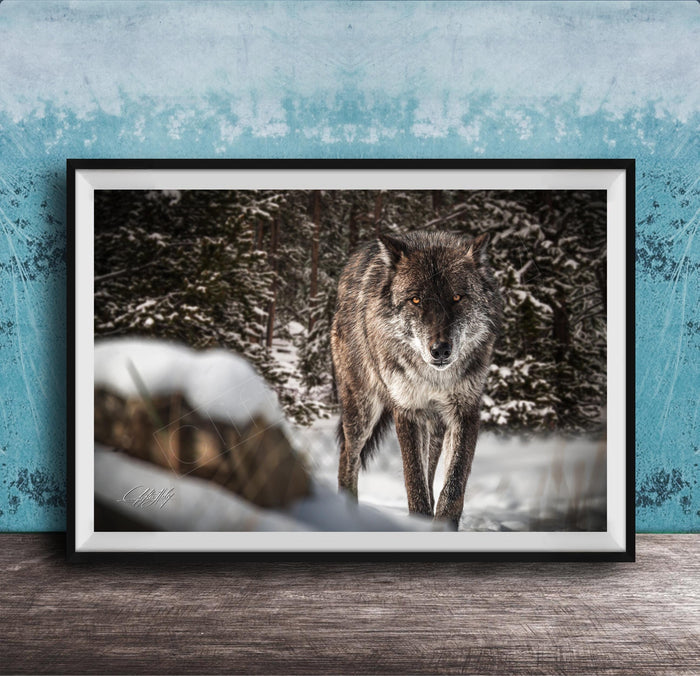 A gray wolf stands in a snowy forest, its eyes focused and alert.