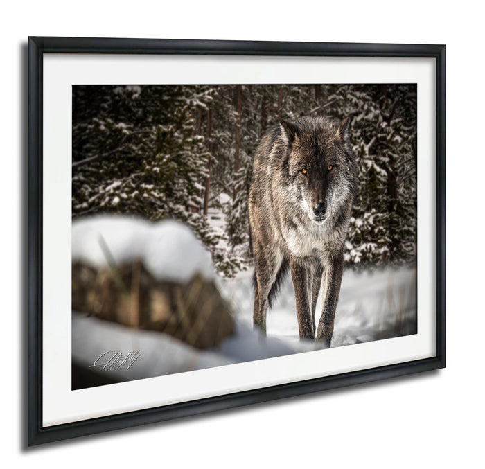 A gray wolf stands in a snowy forest, its gaze fixed on the camera.