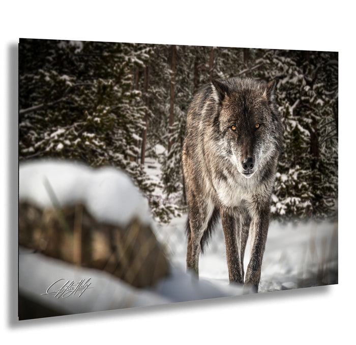 A wolf stands in a snowy forest, its gaze fixed on the camera.