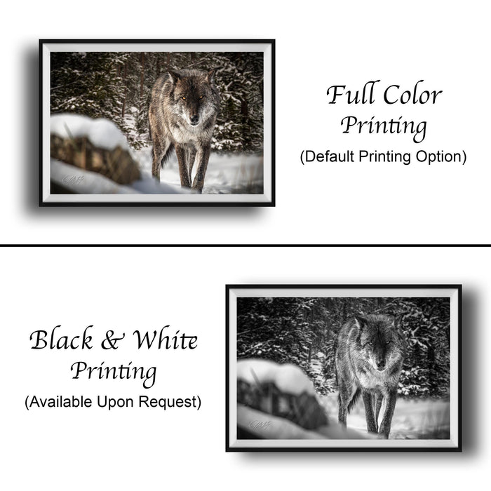 The image is a collage of two framed photographs. The top photograph shows a wolf in a snowy forest, while the bottom photograph depicts a wolf in a snowy forest. The bottom photograph is labeled as "Black & White Printing" and "Available Upon Request", indicating that the image is a standard print option for the viewer.