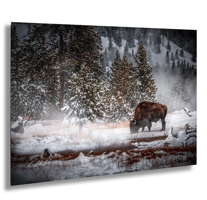 A large brown bison grazing in a snowy forest, with snow-covered trees and a misty, atmospheric background.