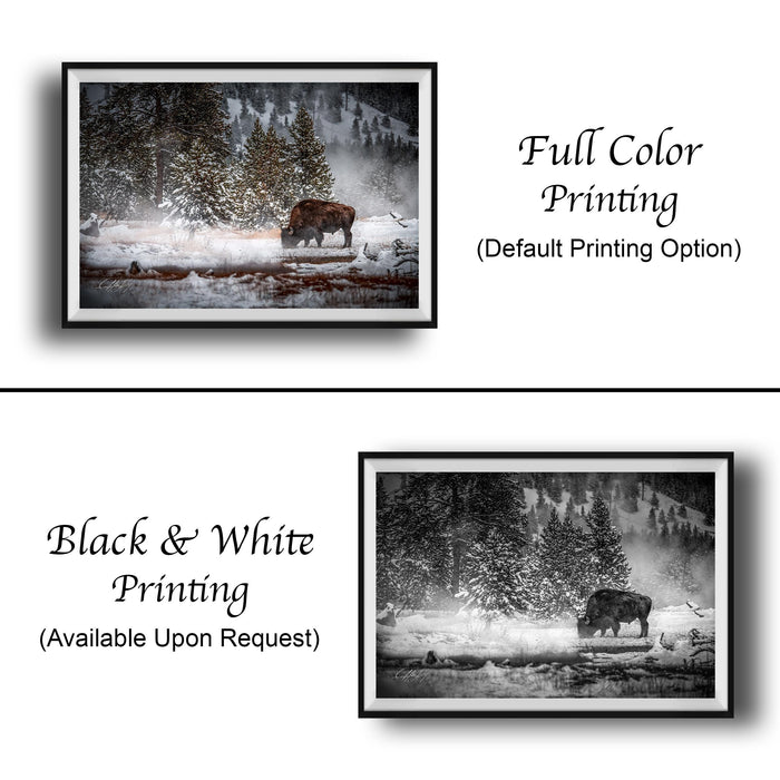 The image is a collage of two framed photographs depicting a bison in a snowy forest. The first photograph is in black and white, while the second photograph is in full color. Both images are framed with a black border and are available upon request.