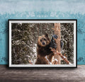 A large brown bear standing on a snowy branch in a forest, with a blue wall in the background.