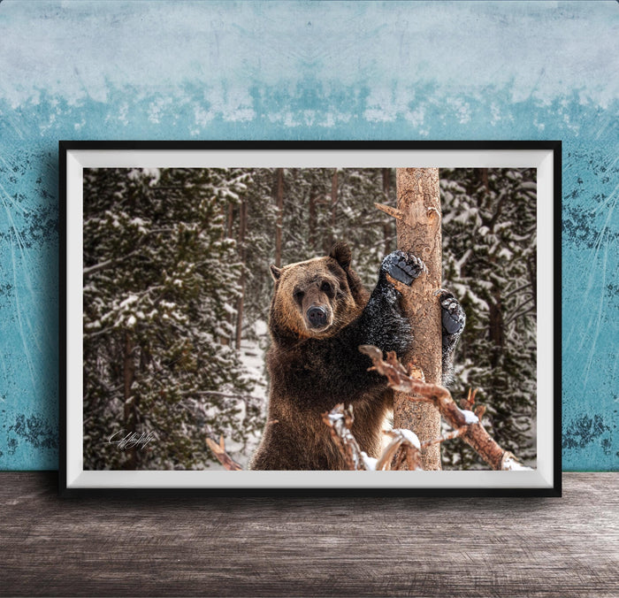 A large brown bear standing on a snowy branch in a forest, with a blue wall in the background.